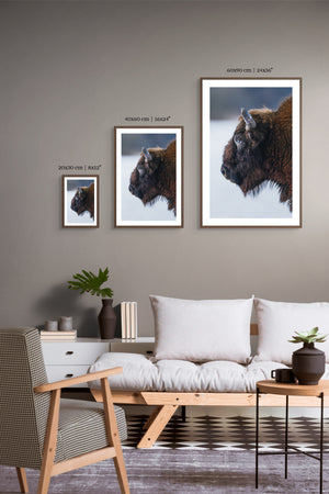 Bison Up-Close