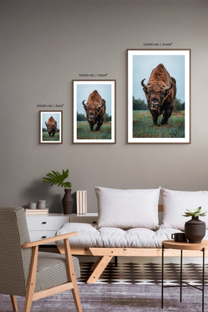 European Bison