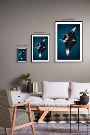 Flying Manta