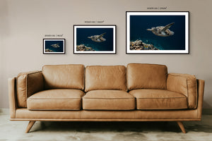 Flying Turtle