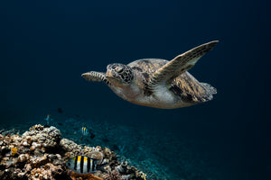 Flying Turtle