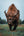 European Bison