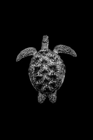Turtle Pattern