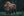 Summer Bison