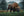 Wild Bison