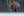 Winter Bison