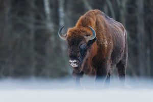Winter Bison