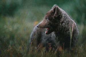 Arctic Fox Cub
