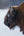 Bison Up-Close