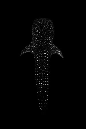 Whale Shark Universe