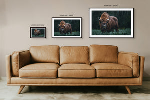 Summer Bison